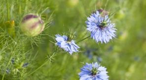 De l'intérêt de semer des fleurs annuelles à l'automne