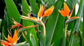 À l'automne, préparez-vous à hiverner le strelitzia