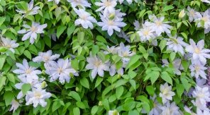 Recouvrir un talus avec des plantes grimpantes