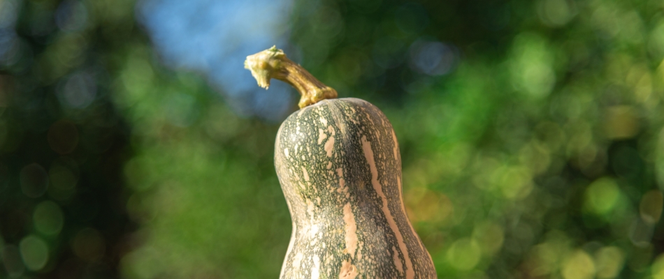 La sucrine du Berry, quelle courge ! - Minizap Chambery