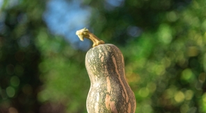 La sucrine du Berry, quelle courge !