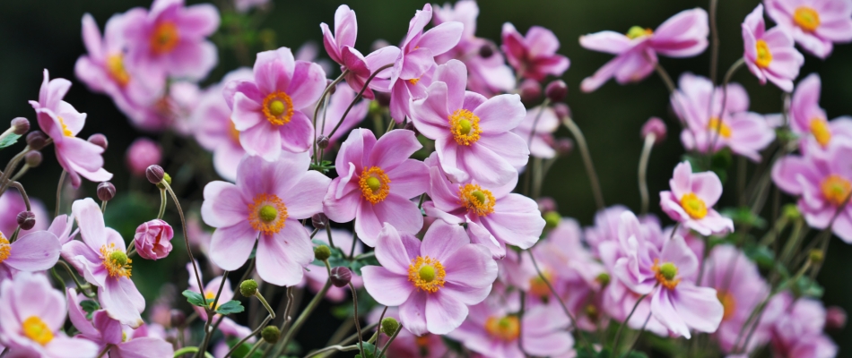 L'anémone du Japon : une fleur d'automne à moindre effort - Minizap Nord-Isère