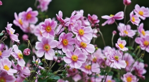 L'anémone du Japon : une fleur d'automne à moindre effort