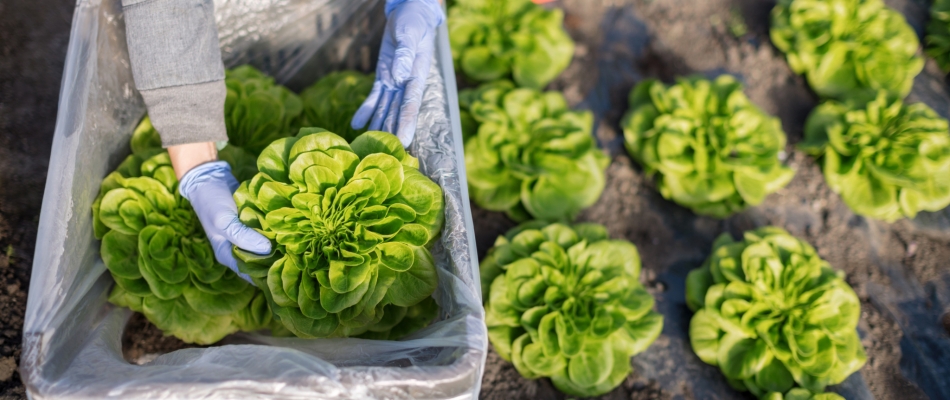 Les laitues d'hiver se plantent à l'automne et se récoltent au printemps - Minizap Pays Voironnais