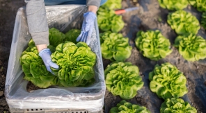 Les laitues d'hiver se plantent à l'automne et se récoltent au printemps