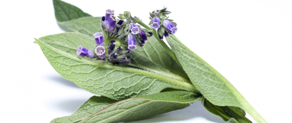 Concocter une préparation phytostimulante d'automne - Minizap Chambery