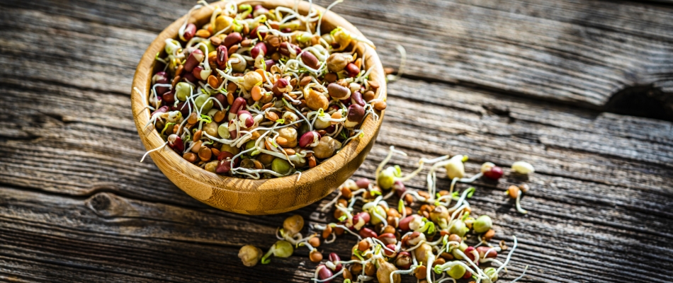 Des graines germées pour booster les salades - Minizap Grenoble