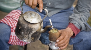 Cultivez le houx du Paraguay pour préparer votre propre maté