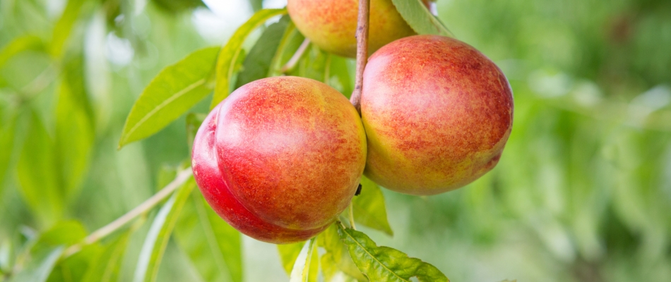 Brugnon et nectarine, quelles différences ? - Minizap Pays Voironnais