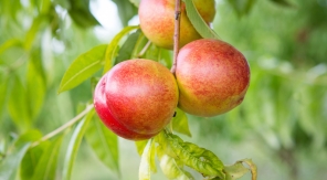 Brugnon et nectarine, quelles différences ?