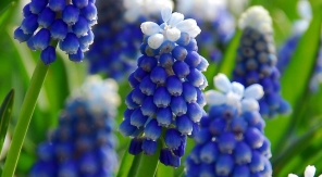 Une petite grappe bleue et blanche