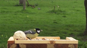 Accueillir et nourrir les oiseaux