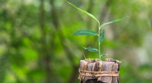 Peut-on faire pousser du gingembre en pot ?