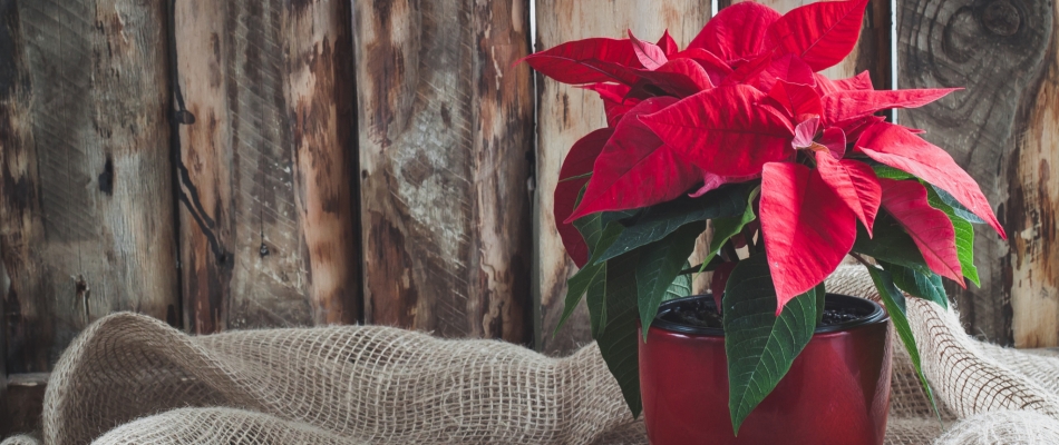 Comment faire refleurir un poinsettia pour Noël ? - Minizap Pays Voironnais