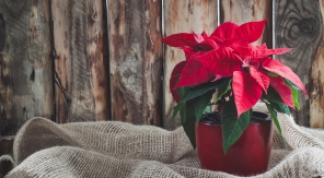 Comment faire refleurir un poinsettia pour Noël ?