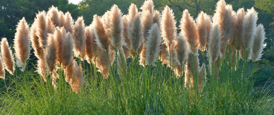 Cultiver l'herbe de la pampa sans risquer qu'elle ne se propage - Minizap Pays Voironnais