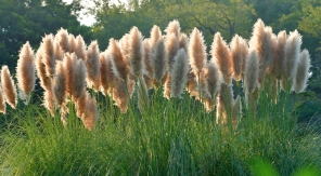 Cultiver l'herbe de la pampa sans risquer qu'elle ne se propage