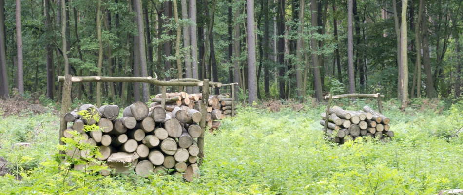 Le droit d'affouage pour se chauffer grâce à la forêt - Minizap Vallée de l'Arve