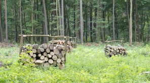 Le droit d'affouage pour se chauffer grâce à la forêt