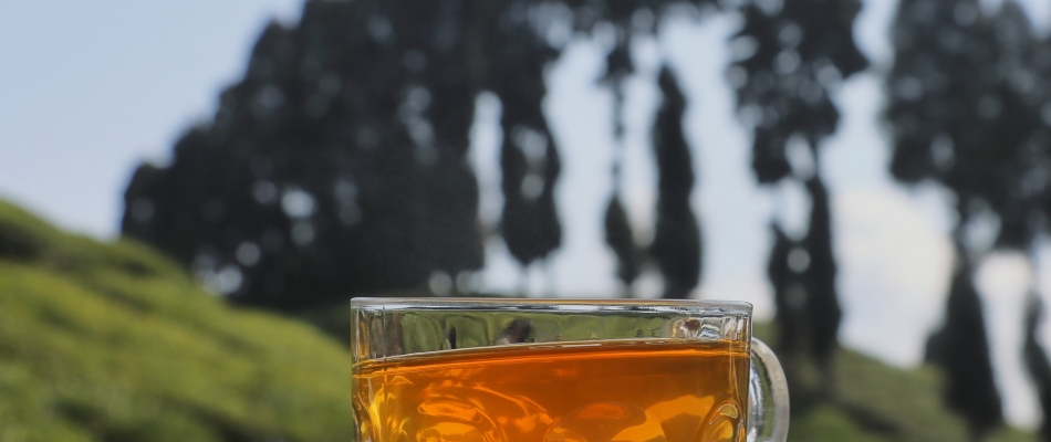 Le darjeeling, un amour de thé - Minizap Vallée de l'Arve