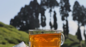 Le darjeeling, un amour de thé