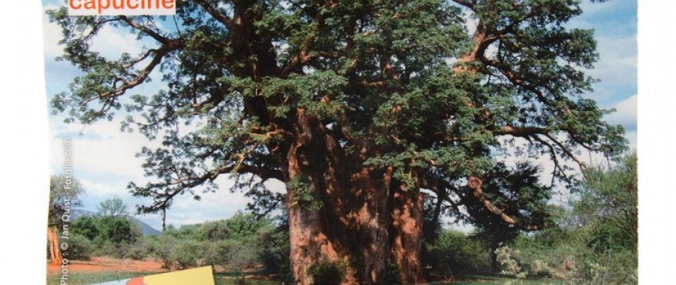 Un petit air de savane africaine - Minizap Pays Voironnais