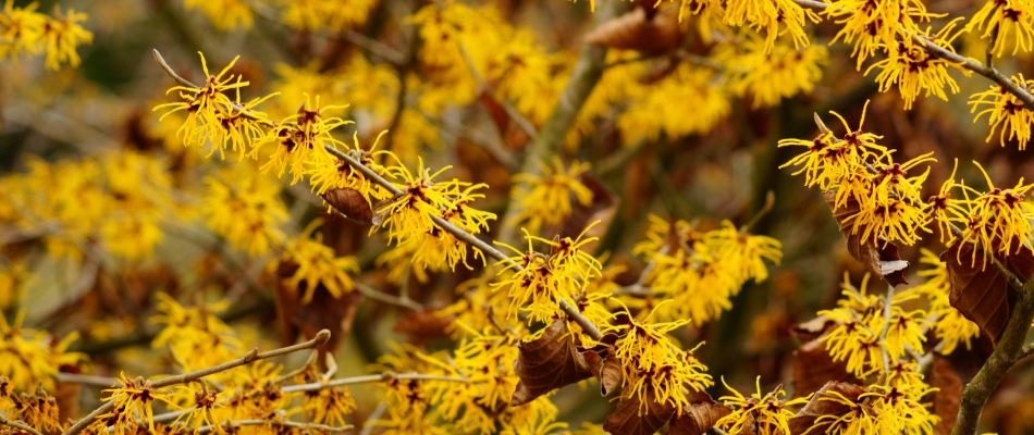 L'hamamélis, des fleurs en hiver, et bien plus ! - Minizap Chambery