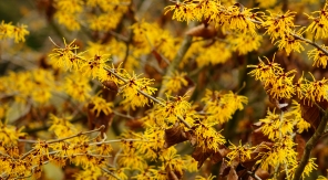 L'hamamélis, des fleurs en hiver, et bien plus !