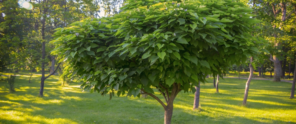 Le rabattage annuel du catalpa - Minizap Vallée de l'Arve