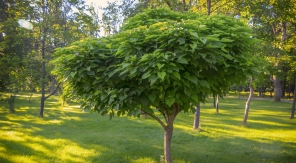 Le rabattage annuel du catalpa