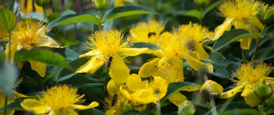 La taille hivernale des arbustes à fleurs, c'est selon la floraison - Minizap Grenoble