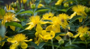 La taille hivernale des arbustes à fleurs, c'est selon la floraison