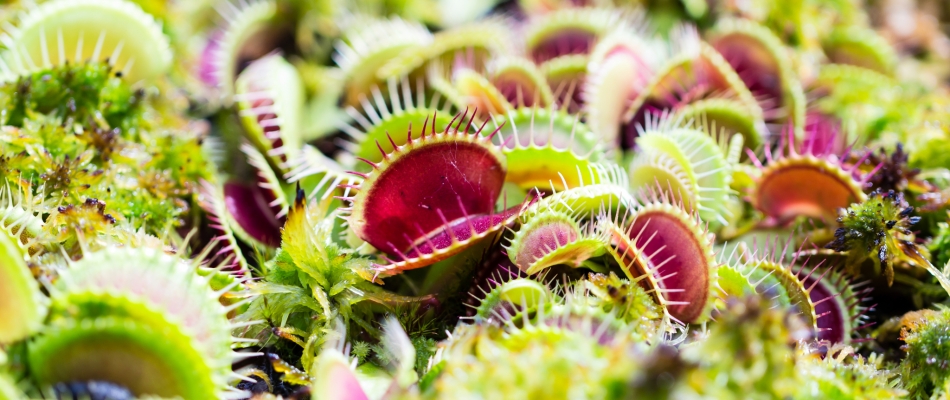 Faut-il donner de l'engrais à ma plante carnivore ? - Minizap Grenoble