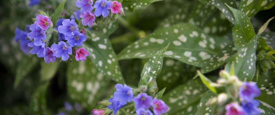 Planter des pulmonaires en pot - Minizap Grenoble