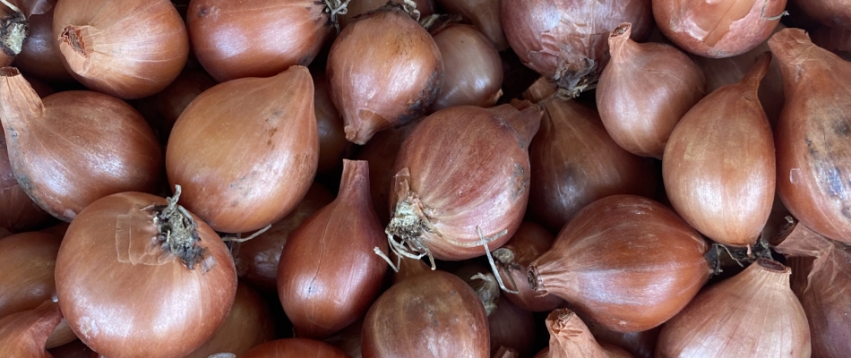 Planter l'oignon patate - Minizap Grenoble