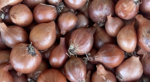 Planter l'oignon patate