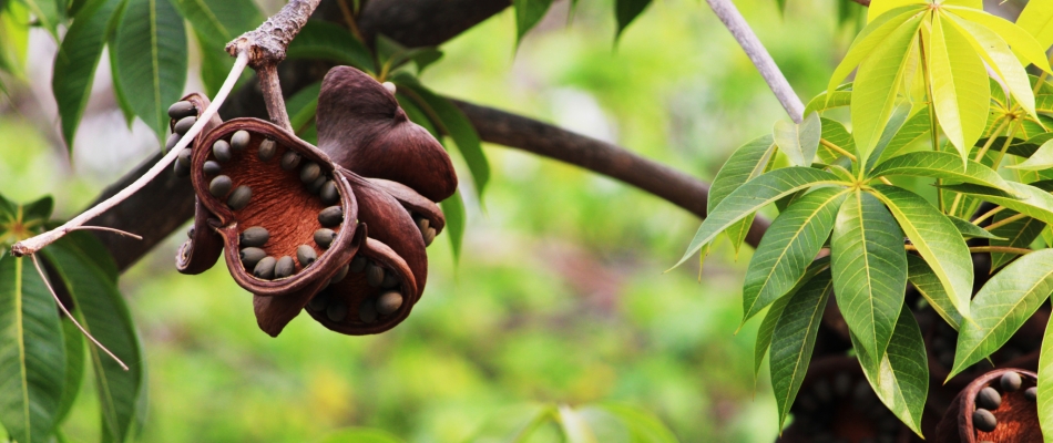 D'où vient l'odeur fétide dans mon jardin ? - Minizap Nord-Isère