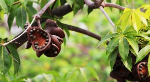 D'où vient l'odeur fétide dans mon jardin ?