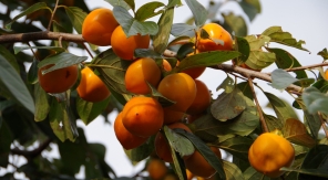 Les variétés, une notion à faire varier dans le jardin