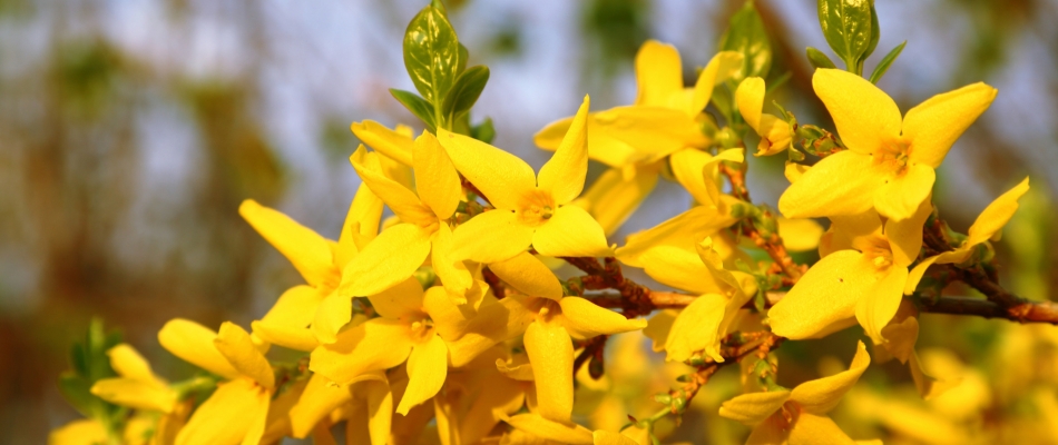 Forsythias jaunes et blancs, une (très) belle association de fin d'hiver - Minizap Nord-Isère
