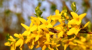 Forsythias jaunes et blancs, une (très) belle association de fin d'hiver