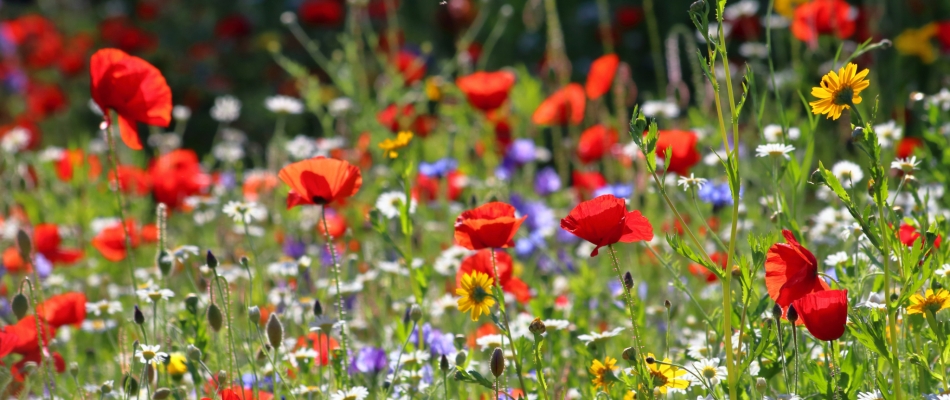 Reconnaître les fleurs sauvages pour mieux les laisser pousser - Minizap Pays Voironnais