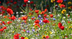 Reconnaître les fleurs sauvages pour mieux les laisser pousser