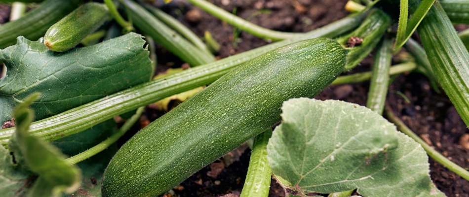 Quand commencer les semis de courgette ? - Minizap Nord-Isère