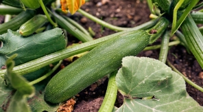 Quand commencer les semis de courgette ?