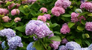 Planter un hortensia en zone méditerranéenne