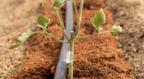 Quel est l'intérêt de planter des tomates greffées ?