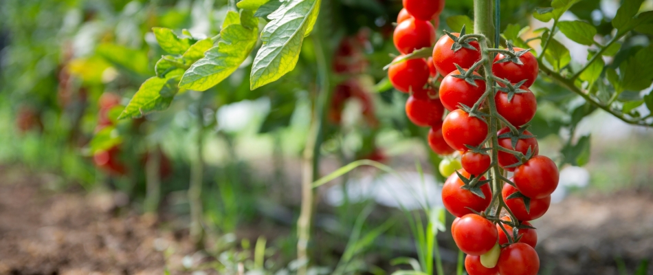 Planter les tomates cerises ou cocktail - Minizap Nord-Isère