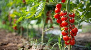 Planter les tomates cerises ou cocktail