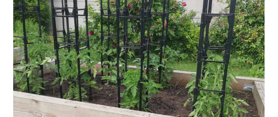 Mettez vos tomates en cage ! - Minizap Grenoble